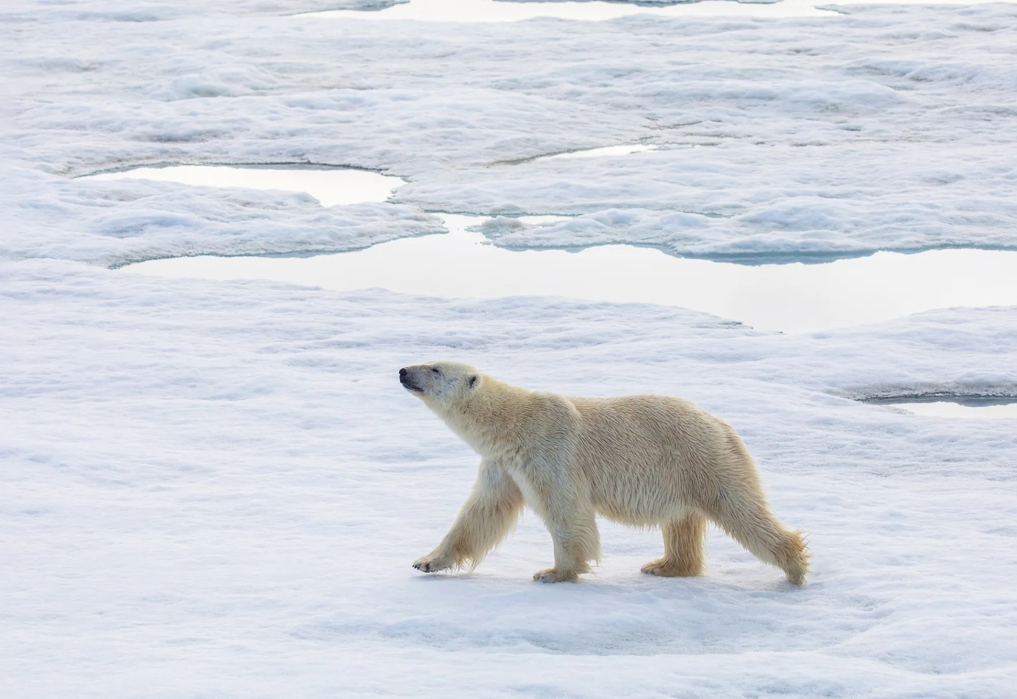 Polar bear crossing sea ice